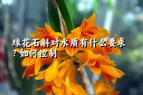 球花石斛对水质有什么要求？如何控制