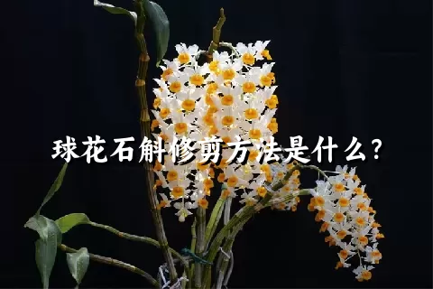 球花石斛修剪方法是什么？