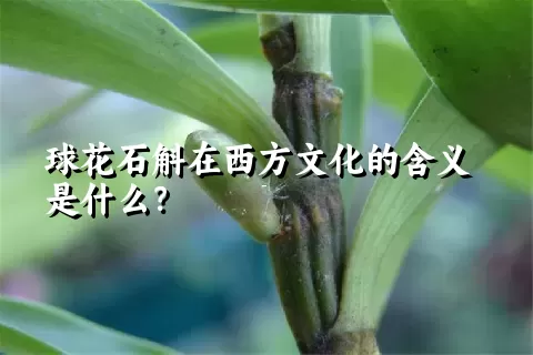 球花石斛在西方文化的含义是什么？