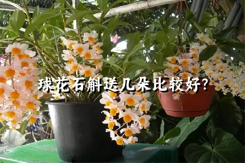 球花石斛送几朵比较好？