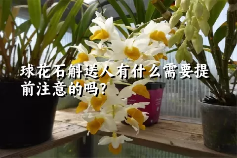 球花石斛送人有什么需要提前注意的吗？