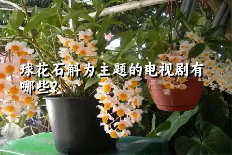 球花石斛为主题的电视剧有哪些？