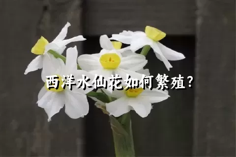 西洋水仙花如何繁殖？