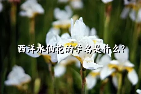 西洋水仙花的学名是什么？