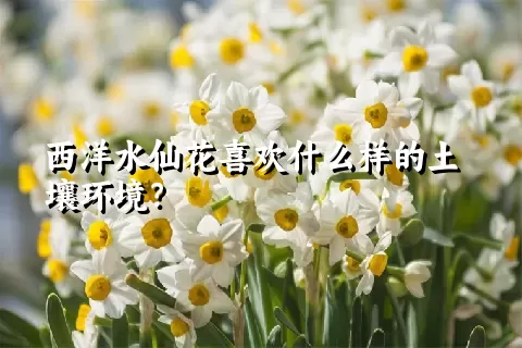 西洋水仙花喜欢什么样的土壤环境？