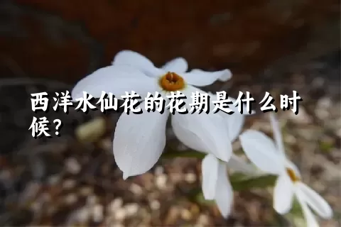 西洋水仙花的花期是什么时候？