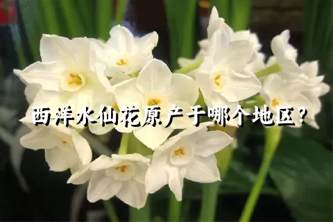 西洋水仙花原产于哪个地区？