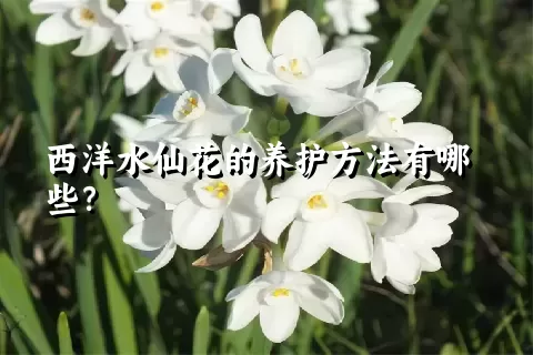 西洋水仙花的养护方法有哪些？