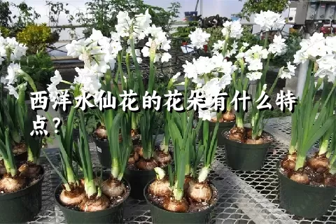 西洋水仙花的花朵有什么特点？