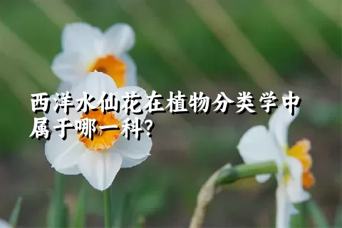 西洋水仙花在植物分类学中属于哪一科？