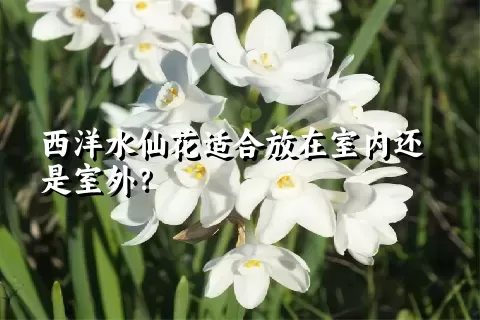 西洋水仙花适合放在室内还是室外？