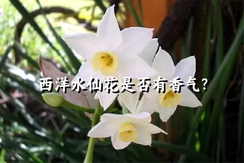 西洋水仙花是否有香气？