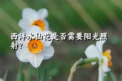 西洋水仙花是否需要阳光照射？