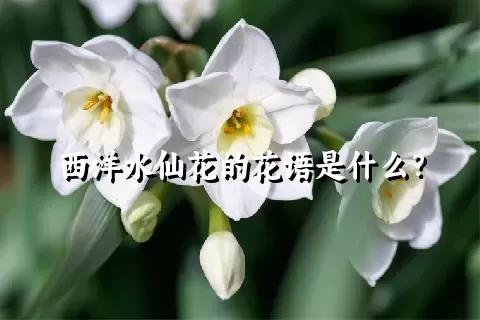 西洋水仙花的花语是什么？