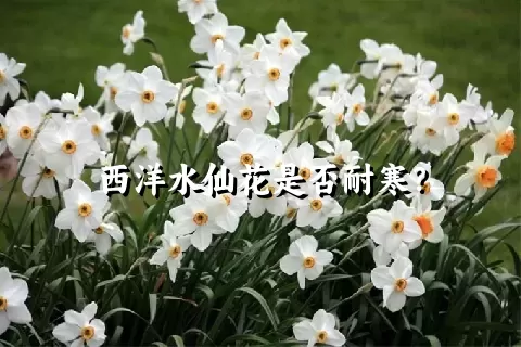 西洋水仙花是否耐寒？