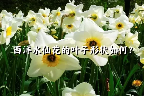 西洋水仙花的叶子形状如何？