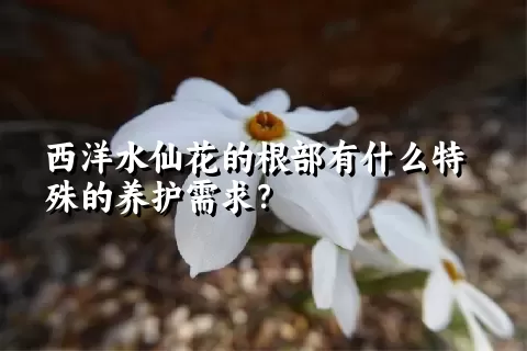 西洋水仙花的根部有什么特殊的养护需求？