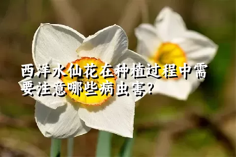 西洋水仙花在种植过程中需要注意哪些病虫害？