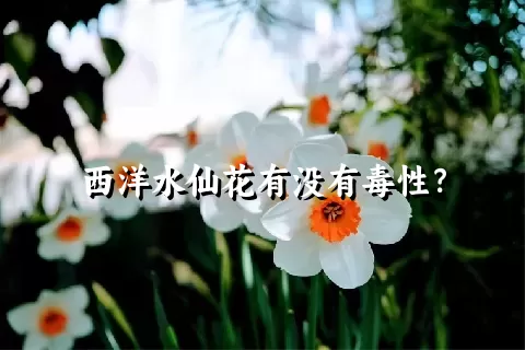 西洋水仙花有没有毒性？