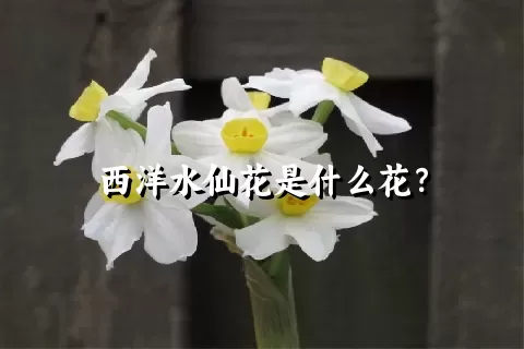 西洋水仙花是什么花？