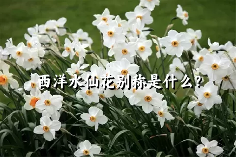 西洋水仙花别称是什么？