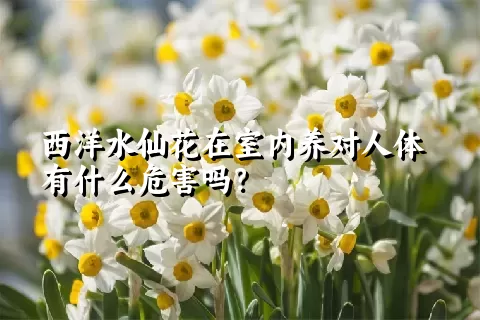 西洋水仙花在室内养对人体有什么危害吗？