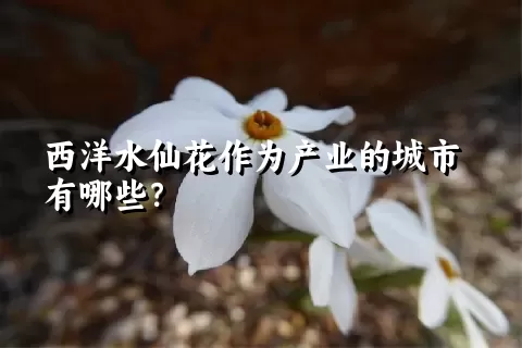 西洋水仙花作为产业的城市有哪些？