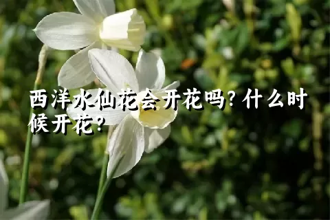 西洋水仙花会开花吗？什么时候开花？