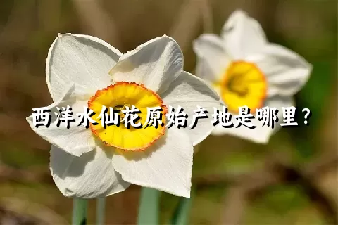 西洋水仙花原始产地是哪里？