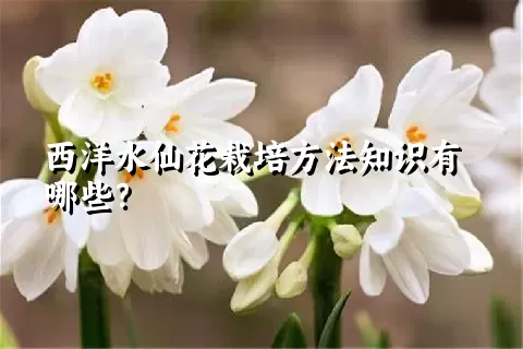 西洋水仙花栽培方法知识有哪些？