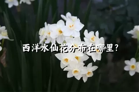 西洋水仙花分布在哪里?