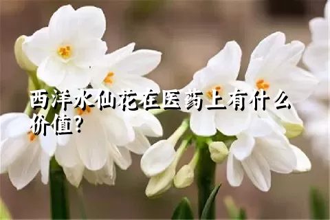 西洋水仙花在医药上有什么价值？