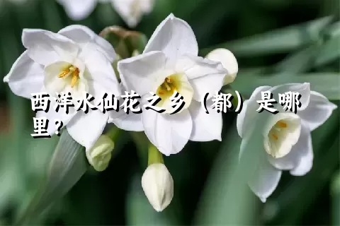 西洋水仙花之乡（都）是哪里？