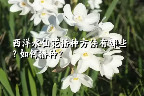 西洋水仙花播种方法有哪些？如何播种？