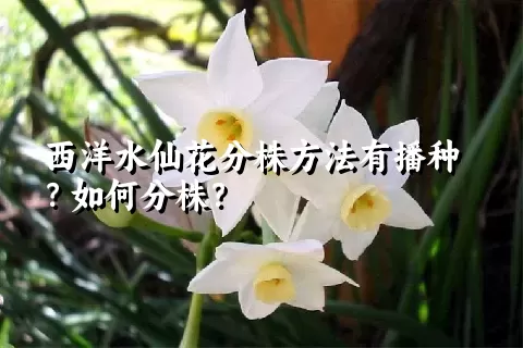 西洋水仙花分株方法有播种？如何分株？