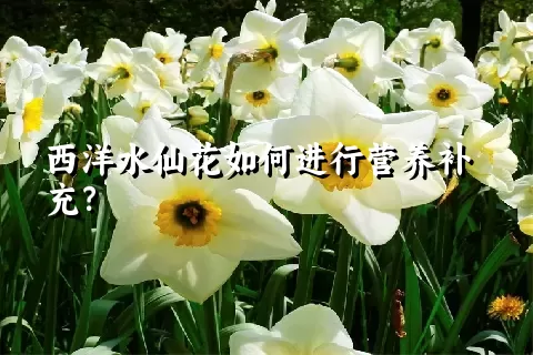 西洋水仙花如何进行营养补充？