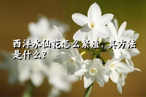 西洋水仙花怎么繁殖，其方法是什么？