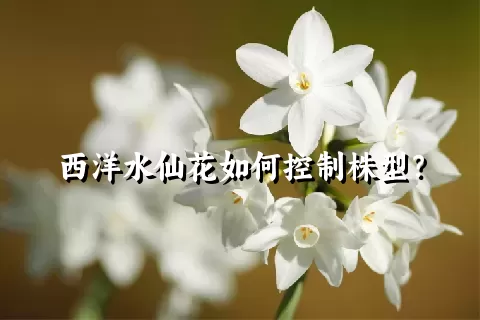 西洋水仙花如何控制株型？