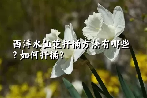 西洋水仙花扦插方法有哪些？如何扦插？