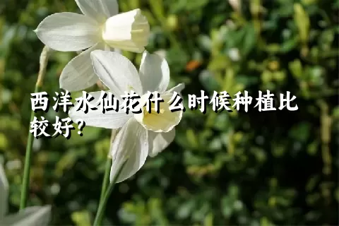 西洋水仙花什么时候种植比较好？