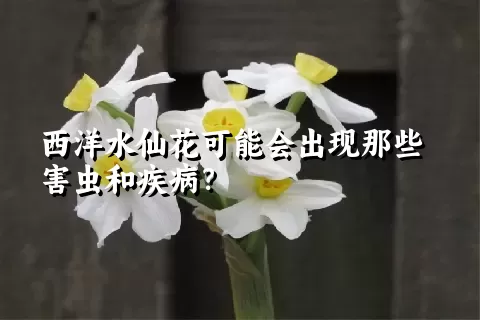 西洋水仙花可能会出现那些害虫和疾病？