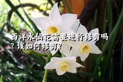 西洋水仙花需要进行修剪吗？该如何修剪？