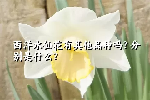 西洋水仙花有其他品种吗？分别是什么？