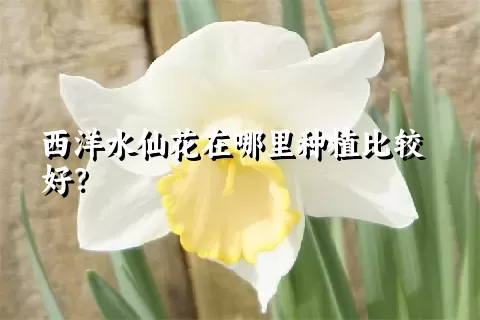 西洋水仙花在哪里种植比较好？