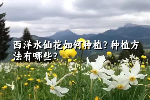 西洋水仙花如何种植？种植方法有哪些？