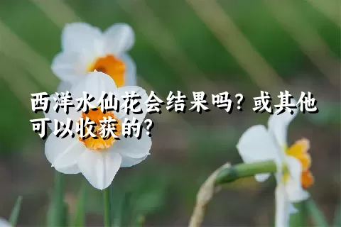 西洋水仙花会结果吗？或其他可以收获的？