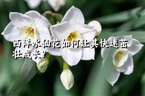 西洋水仙花如何让其快速茁壮成长？