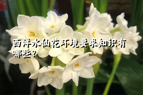 西洋水仙花环境要求知识有哪些？