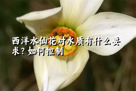 西洋水仙花对水质有什么要求？如何控制