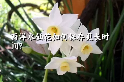 西洋水仙花如何保存更长时间？